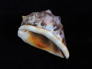 Sea Shell Cypraecassis rufa 135mm ID#9255 - Picture 1 of 4