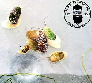 5-Pack Aquacultured Stomatella Snail- Great Cleaner and Reproduce - Picture 1 of 1