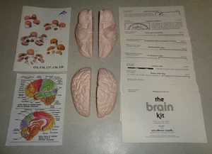 ~3B Scientific Human Brain Anatomical 4 part Model - The Brain Kit w/ All Cards~ - Picture 1 of 1
