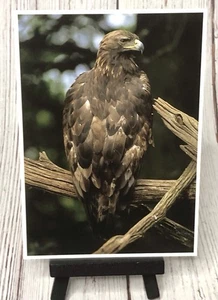 Golden Eagle Birds Of Prey Postcard - Picture 1 of 4