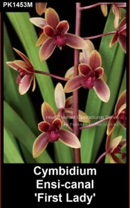 OoN Cymbidium Orchid Ensi-Canal 'First Lady' in 68mm sq Pots (PK1453M) - Picture 1 of 3