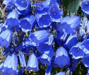 CANTERBURY BELLS BLUE Campanula Medium - 500 Bulk Seeds - Picture 1 of 1