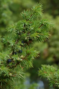 Gemeiner Wacholder Juniperus communis Pflanze 25-30cm Heide-Wacholder Feuerbaum - Bild 1 von 2