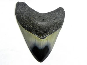 3 1/4 Inch Polished Fossil Megalodon Sharks Tooth Sharks Tooth Teeth Miocene - Picture 1 of 3