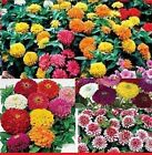 25x Zinnia Gigant F1 California Mix Blumen Pflanzen - Samen A186
