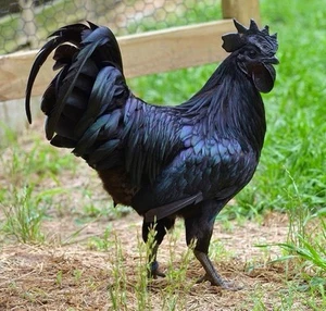 12 Ayam Cemani Fertilized Hatching Eggs : EXTREMELY RARE! Black - Picture 1 of 1