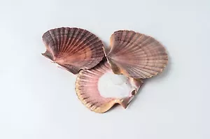 NessaStores - Mexikanische flache Muschel Strand Handwerk Jakobsmuschel 2" - 3" (3 Stück) #JC-030 - Bild 1 von 3