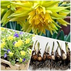 DAFFODIL BULBS 25 Narcissus Rip Van Winkle Unusual spring flowering plants