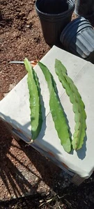Pink Dragon Fruit 3 cuttings - Picture 1 of 6