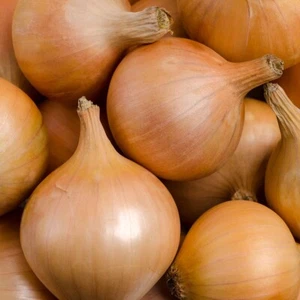 1/4 Lb Yellow Sweet Spanish Onion Seeds - Everwilde Farms Mylar Seed Packet - Picture 1 of 2