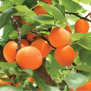 APRICOT TREE *Very Sweet & Delicious* 5-Finest Seeds*|*Hardy Variety/UK Seller* - Picture 1 of 4