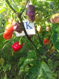AJI CAJAMARCA,10 SEMILLAS,SEEDS,Capsicum chinense,cosecha propia (103) - Picture 1 of 2
