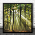 Landscape Summer Forest Woods Light Sunlight Trees Tree Tall Square Print