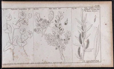 1834 - Euphorbe & Saule - Gravure ancienne de botanique - Fleurs - Photo 1/4