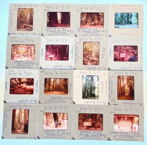 1958 Lot 16 Film Dias MUIR WOODS California REDWOOD TREES TT - Bild 1 von 14