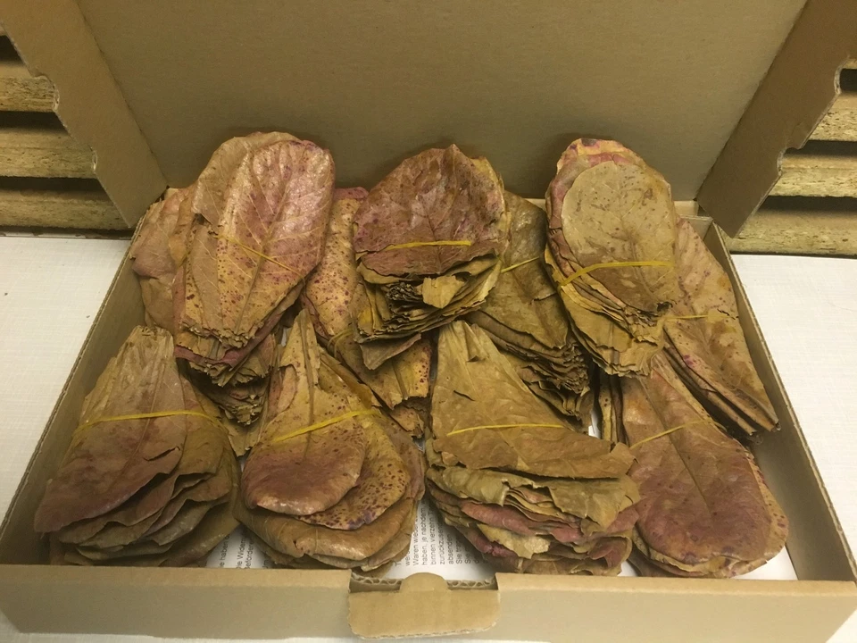 200 NANO Seemandelbaumblätter ca. (=200 Gramm) Catappa Leaves Wasseraufbereitung - Bild 1 von 1