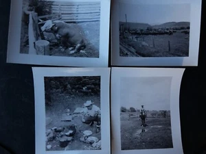 Lot 54 Vintage Fotos Farm Ranch Molkerei Schnappschüsse Geschichte Szenen Eph - Bild 1 von 5