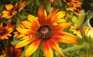 100 Count Black Eyed Susan Summerina Mix Flower - Free Shipping - Picture 1 of 1
