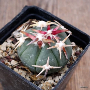 D3994 ECHINOCACTUS HORIZONTHALONIUS CV. SIROTOGE Topf7-H4,5-B5,5 cm MaMa Kaktus - Bild 1 von 4