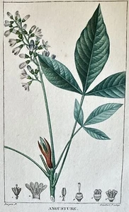 Angostura Vera Angusture Lambert Turpin 1814 Recipe Kitchen Recipes - Picture 1 of 2