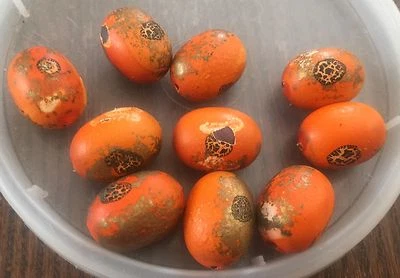 Lote de cuentas Lucite gruesas ovaladas recubiertas de oro naranja alemán vintage Estate Foto 1 de 2