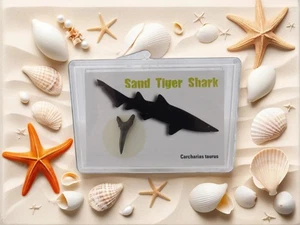 Sandtiger Haizahn in Box Souvenir - Bild 1 von 2