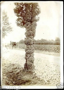 photo ancienne .chemin de grande communication de Semézange à Saulon-la-Rue - Imagen 1 de 2