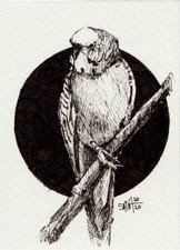 ACEO original card buy it now parrot parakeet ink pen drawing by Ruslan Aksenov