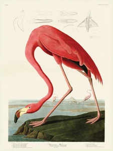 John James Audubon - American Flamingo - Canvas Print Wall Art 2 sizes available - Picture 1 of 1