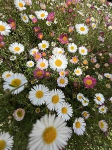 1 Pot 7cm Daisy Seaside Multicoloured-Garden Flower Easy Grow and Maintain - Picture 1 of 12