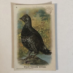 Arm & Hammer Useful Birds Of America Antique #4 Black Canada Grouse VTC2 - Picture 1 of 2
