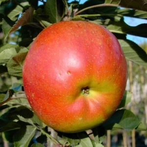 Malus Säulenapfel 'Rondo' ® C 7,5 Unterlage MM 111 - Bild 1 von 3