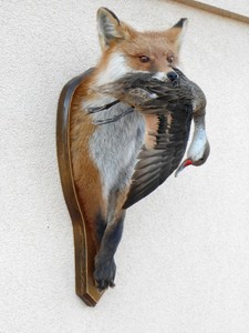 stuffed foxes for sale