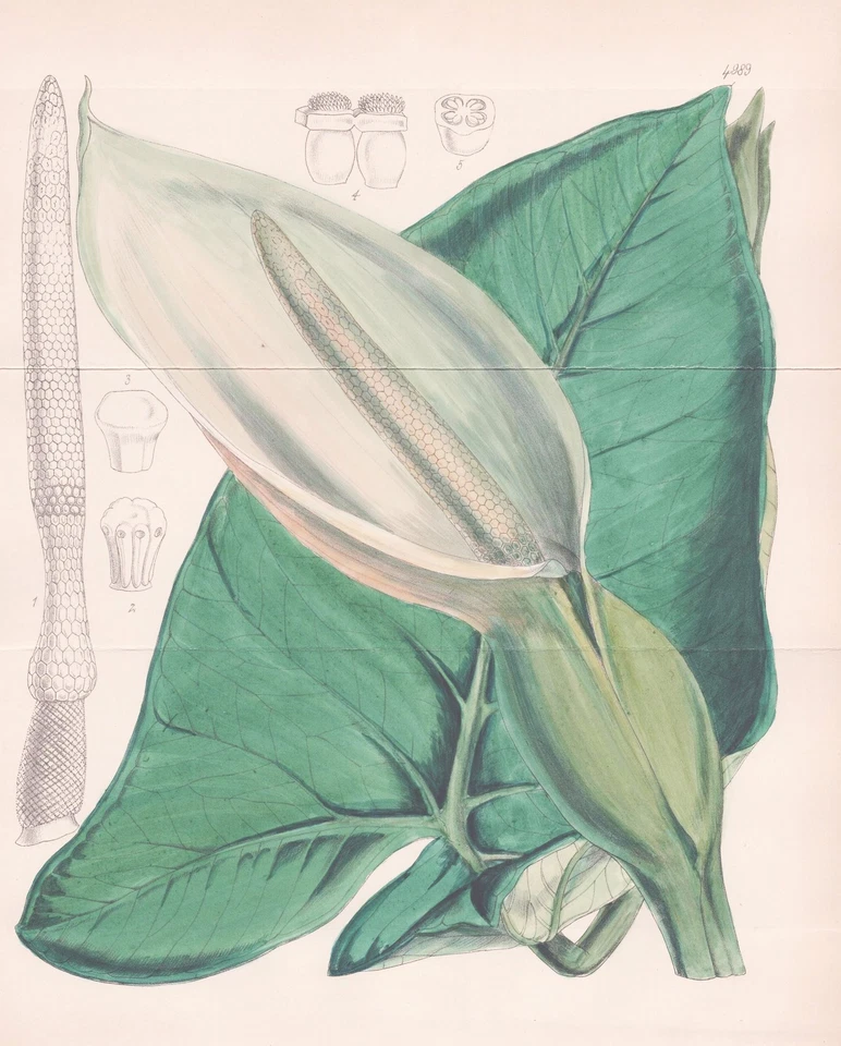 Xanthosoma Sagittifolium West-Indies Blume flower botany lithograph Curtis 4989 - Bild 1 von 1