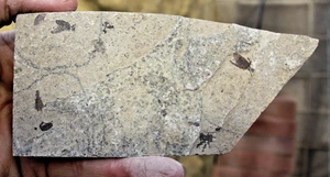 2 March flies • Plecia pealei • Kemmerer, Wyoming - Picture 1 of 7