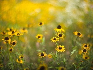 Sony E Fit Lens Helios 44-2 58mm F2 Vintage Legendary Swirly Bokeh King UR64U - Picture 1 of 16
