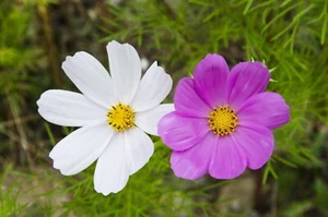Cosmea Schmuckkörbchen Blumen Samen 🌸, 100 Samen+ aus dem eigenen Garten 🌼 - Bild 1 von 16