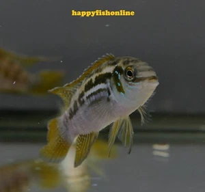 (3) ARAGUAIA DWARF ACARA "BUCKELKOPF" (LAETACARA ARAGUAIAE) WC LIVE FISH 3-4 CM - Picture 1 of 16