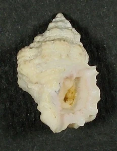 BURSA THOMAE 27.91mm BEAUTIFUL SPECIMEN Loo Key, Florida - Picture 1 of 2
