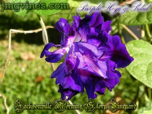 Purple Hige Ipomoea Purpurea Morning Glory 6 Qty - Picture 1 of 6