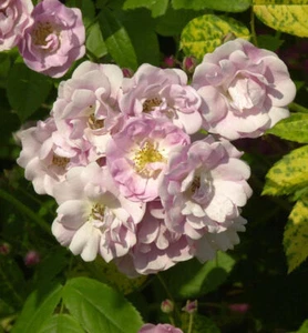 Kletterrose Blush Rambler 30-60cm - Bild 1 von 1