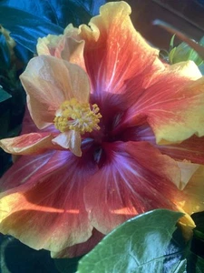Hibiskus Regenbogenbunt große Stecklinge Ableger - Bild 1 von 5