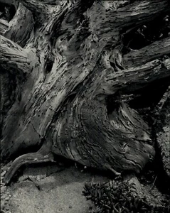 1931 1968 Original Edward Weston Cypress Tree Drift Wood Art Photo Gravure - Picture 1 of 1