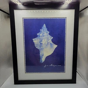Conch Seashell Art, On Blueprint Blue Background 18"x21.5" - Picture 1 of 5