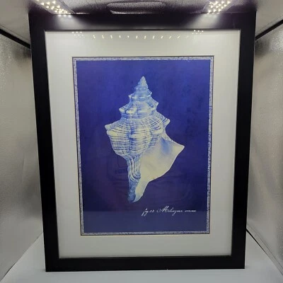 Conch Seashell Art, On Blueprint Blue Background 18"x21.5" - Image 1 of 4