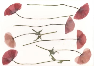 Dried pressed flowers for resin Pressed poppies with stem(10pcs) Natural flowers - Image 1 of 4