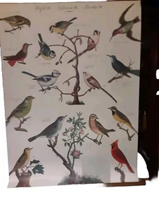 Cavallini & Co. Ready-To-Hang Vintage School Chart Birds 28x40" - Picture 1 of 13