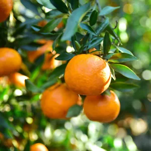 Citrus Tree, Satsuma Variety, Fragrant Flowers, Edible Fruit, 70?90cm, 4L Pot - Picture 1 of 4