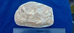 Mosasaur jaw in Matrix real teeth tooth with root fossil Dinosaur Marine real - Picture 1 of 10