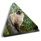 Triangle MDF Magnets - Balinese Cat in Tree Blue Eyes #15812